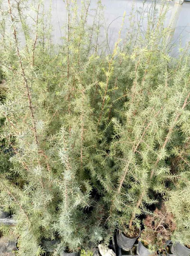 Viveros Ponce Lajara juniperus